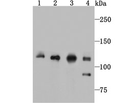 Vinculin Rabbit anti-Human, Clone: 5G7, Bioss 100 &mu;L; Unconjugated:Antibodies,