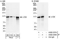 c-Cbl Rabbit anti-Human, Polyclonal, Bethyl Laboratories 100 &mu;l; Unlabeled:Antibodies,