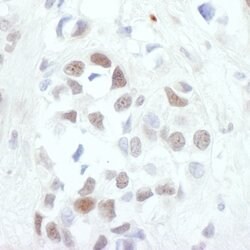 c-Jun Rabbit anti-Human, Mouse, Polyclonal, Bethyl Laboratories 100 &mu;L;