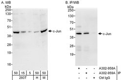 c-Jun Rabbit anti-Human, Mouse, Polyclonal, Bethyl Laboratories 100 &mu;L;