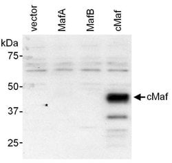 c-Maf Rabbit anti-Mouse, Polyclonal, Bethyl Laboratories 100 &mu;L; Unconjugated:Antibodies,