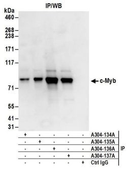 c-Myb Rabbit anti-Human, Polyclonal, Bethyl Laboratories 100 &mu;L; Unconjugated:Antibodies,