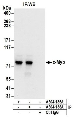 c-Myb Rabbit anti-Human, Polyclonal, Bethyl Laboratories 100 &mu;L; Unconjugated:Antibodies,