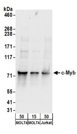 c-Myb Rabbit anti-Human, Polyclonal, Bethyl Laboratories 100 &mu;L; Unconjugated:Antibodies,