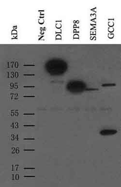c-Myc Mouse anti-Human, Clone: 9E10, TrueMAB , Origene 30 &mu;L; Unconjugated:Anticorps,