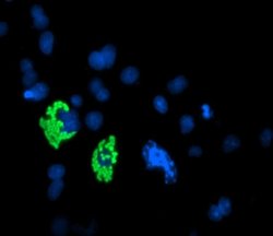c-Myc Mouse anti-Human, Clone: 9E10, TrueMAB , Origene 30 &mu;L; Unconjugated:Anticorps,