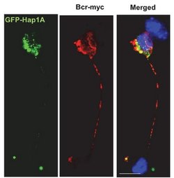 c-Myc Mouse anti-Human, Clone: 9E10, TrueMAB , Origene 30 &mu;L; Unconjugated:Anticorps,
