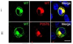 c-Myc Mouse anti-Human, Clone: 9E10, TrueMAB , Origene 30 &mu;L; Unconjugated:Anticorps,