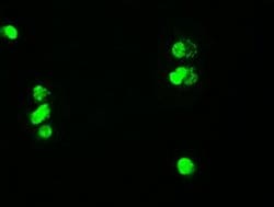 c-Myc Mouse anti-Human, Clone: OTI5G3, liquid, TrueMAB 100 &mu;L; Unconjugated:Antibodies,