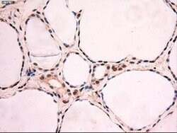 c-Myc Mouse anti-Human, Clone: OTI3F2, liquid, TrueMAB 30 &mu;L; Unconjugated:Antibodies,