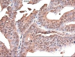 c-Myc Mouse anti-Human, Clone: OTI3F2, liquid, TrueMAB 30 &mu;L; Unconjugated:Antibodies,