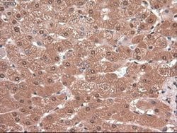 c-Myc Mouse anti-Human, Clone: OTI3F2, liquid, TrueMAB 30 &mu;L; Unconjugated:Antibodies,