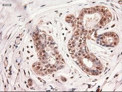 c-Myc Mouse anti-Human, Clone: OTI5G3, lyophilized, TrueMAB 100 &mu;g;