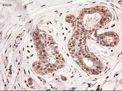 c-Myc Mouse anti-Human, Clone: OTI5G3, liquid, TrueMAB 100 &mu;L; Unconjugated:Antibodies,
