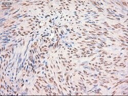 c-Myc Mouse anti-Human, Clone: OTI5G3, liquid, TrueMAB 100 &mu;L; Unconjugated:Antibodies,