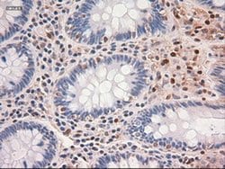 c-Myc Mouse anti-Human, Clone: OTI5G3, liquid, TrueMAB 100 &mu;L; Unconjugated:Antibodies,