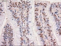 c-Myc Mouse anti-Human, Clone: OTI5G3, liquid, TrueMAB 100 &mu;L; Unconjugated:Antibodies,