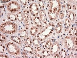 c-Myc Mouse anti-Human, Clone: OTI5G3, lyophilized, TrueMAB 100 &mu;g;