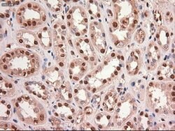 c-Myc Mouse anti-Human, Clone: OTI5G3, liquid, TrueMAB 100 &mu;L; Unconjugated:Antibodies,