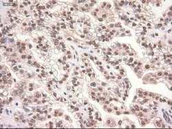 c-Myc Mouse anti-Human, Clone: OTI5G3, liquid, TrueMAB 100 &mu;L; Unconjugated:Antibodies,