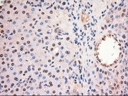 c-Myc Mouse anti-Human, Clone: OTI5G3, lyophilized, TrueMAB 100 &mu;g;