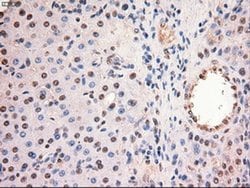 c-Myc Mouse anti-Human, Clone: OTI5G3, liquid, TrueMAB 100 &mu;L; Unconjugated:Antibodies,