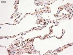 c-Myc Mouse anti-Human, Clone: OTI5G3, liquid, TrueMAB 100 &mu;L; Unconjugated:Antibodies,