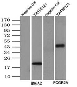c-Myc Mouse anti-Human, Clone: 9E10, TrueMAB , Origene 30 &mu;L; Unconjugated:Anticorps,