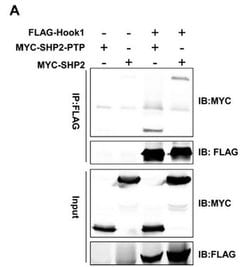 c-Myc Mouse anti-Human, Clone: 9E10, TrueMAB , Origene 30 &mu;L; Unconjugated:Anticorps,