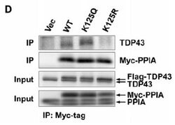 c-Myc Mouse anti-Human, Clone: 9E10, TrueMAB , Origene 30 &mu;L; Unconjugated:Anticorps,