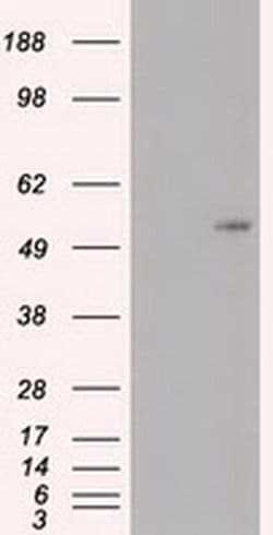 c-Myc Mouse anti-Human, Clone: OTI3F2, liquid, TrueMAB 30 &mu;L; Unconjugated:Antibodies,
