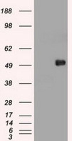 c-Myc Mouse anti-Human, Clone: OTI5G3, lyophilized, TrueMAB 100 &mu;g;