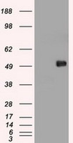 c-Myc Mouse anti-Human, Clone: OTI5G3, liquid, TrueMAB 100 &mu;L; Unconjugated:Antibodies,