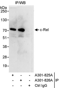 c-Rel Rabbit anti-Human, Polyclonal, Bethyl Laboratories 10 &mu;l; Unlabeled:Antibodies,