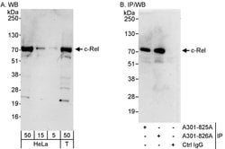 c-Rel Rabbit anti-Human, Polyclonal, Bethyl Laboratories 100 &mu;L; Unconjugated:Antibodies,