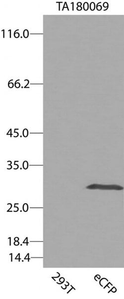 eCFP Mouse anti-Tag, Clone: OTI8A6, liquid, TrueMAB 100 &mu;L; Unconjugated:Antibodies,