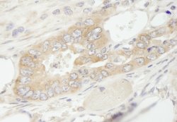 eEF1G Polyclonal Antibody, Bethyl Laboratories 100 &mu;L; Unconjugated:Antibodies,
