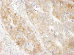 eEF1G Polyclonal Antibody, Bethyl Laboratories 100 &mu;L; Unconjugated:Antibodies,