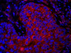 eEF1G Polyclonal Antibody, Bethyl Laboratories 100 &mu;L; Unconjugated:Antibodies,