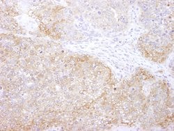 eEF2 Kinase Polyclonal Antibody, Bethyl Laboratories 100 &mu;L; Unconjugated:Antibodies,