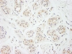 eIF2A Rabbit anti-Human, Polyclonal, Bethyl Laboratories 10 &mu;l; Unlabeled:Antibodies,