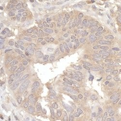 eIF2A Rabbit anti-Human, Polyclonal, Bethyl Laboratories 10 &mu;l; Unlabeled:Antibodies,