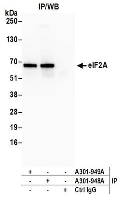 eIF2A Rabbit anti-Human, Polyclonal, Bethyl Laboratories 10 &mu;l; Unlabeled:Antibodies,