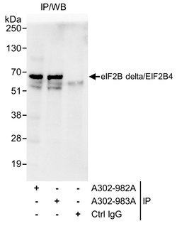 eIF2B delta/EIF2B4 Rabbit anti-Human, Polyclonal, Bethyl Laboratories 10