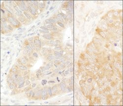 eIF2alpha/EIF2S1 Rabbit anti-Human, Mouse, Polyclonal, Bethyl Laboratories