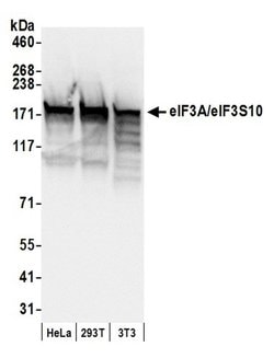 eIF3A/eIF3S10 Polyclonal Antibody, Bethyl Laboratories 20 &mu;L; Unconjugated:Antibodies,