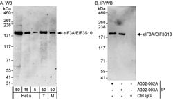 eIF3A/eIF3S10 Rabbit anti-Human, Mouse, Polyclonal, Bethyl Laboratories