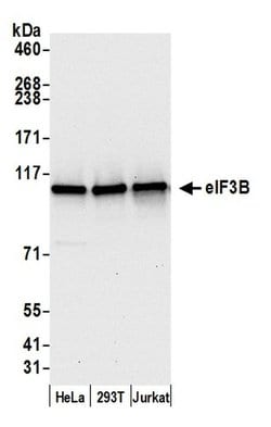 eIF3B/EIF3S9 Polyclonal Antibody, Bethyl Laboratories 20 &mu;L; Unconjugated:Antibodies,