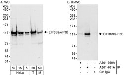eIF3B/EIF3S9 Rabbit anti-Human, Mouse, Polyclonal, Bethyl Laboratories