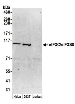 eIF3C/eIF3S8 Rabbit anti-Human, Polyclonal, Bethyl Laboratories 100 &mu;l;
